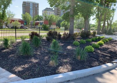 Groundcover Plants