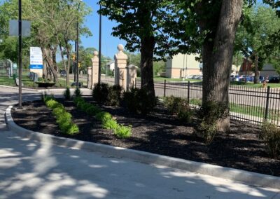 Plants and Groundcover